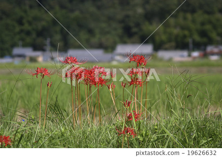 Higanohana Fall Higanohana Fall 19626632