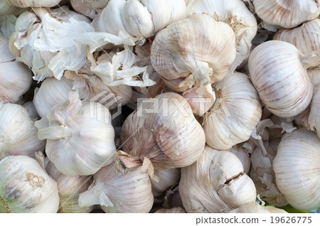 Bulb or head of thai garlic Bulb or head of thai garlic 19626775