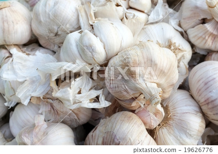 Bulb or head of thai garlic Bulb or head of thai garlic 19626776