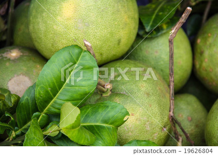 Pomelos on display Pomelos on display 19626804