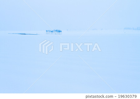 Niigata Prefecture Ojiya city vast rice field of Uonuma Koshihikari and snow scenery of Hasa tree 19630379