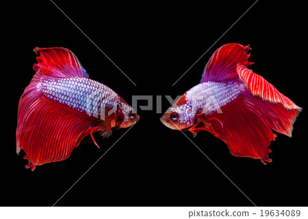 Red siamese fighting fish on a black background. Red siamese fighting fish on a black background. 19634089