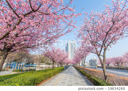 Cherry blossom row of Kawaguchi Motogo station in Saitama prefecture Kawaguchi-shi Cherry blossom row of Kawaguchi Motogo station in Saitama prefecture Kawaguchi-shi 19634268