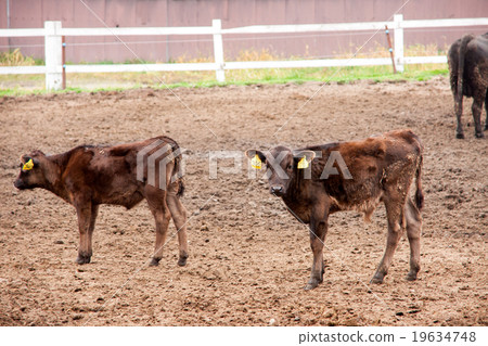 和牛牛肉（小牛） 19634748