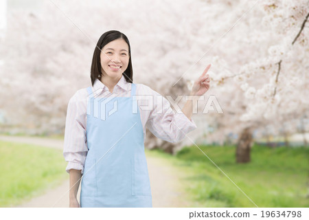 A young lady home helper with an apron standing on cherry blossoms in full bloom A young lady home helper with an apron standing on cherry blossoms in full bloom 19634798