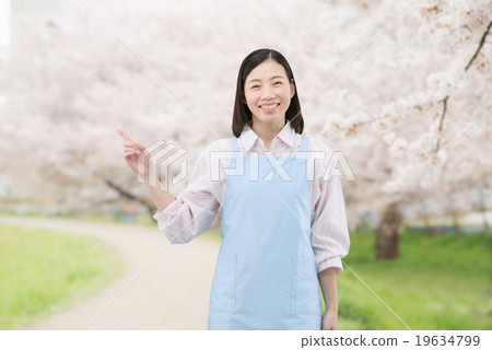 A young lady home helper with an apron standing on cherry blossoms in full bloom 19634799
