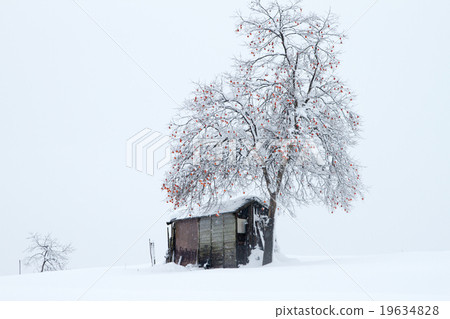 Niigata Prefecture Ojiya city Snowy landscape with persimmons and barns on the hill (horizontal composition) 19634828