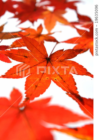 Maple Maple 19635096