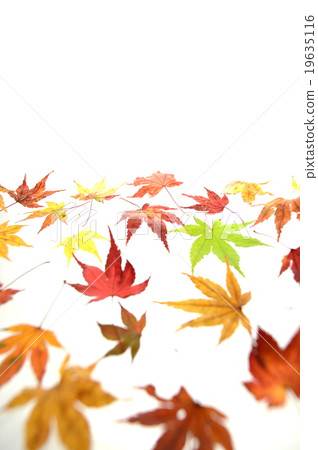 Maple Maple 19635116