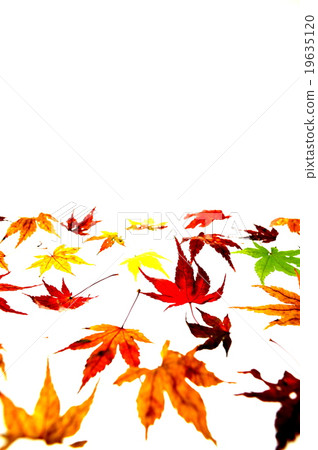 Maple Maple 19635120