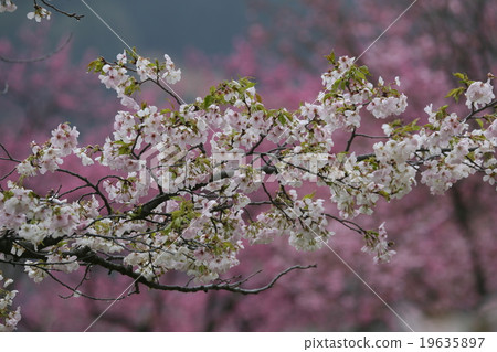 櫻花在Oishi村長野縣的Oishi公園 19635897
