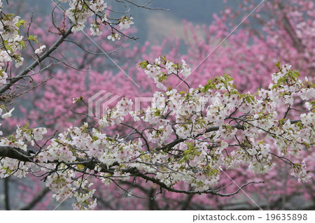 Cherry blossoms at Oishi park in Oka village Nagano prefecture Cherry blossoms at Oishi park in Oka village Nagano prefecture 19635898