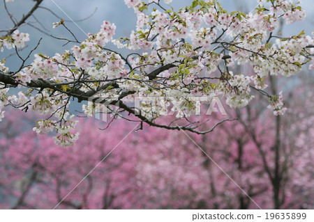 Cherry blossoms at Oishi park in Oka village Nagano prefecture Cherry blossoms at Oishi park in Oka village Nagano prefecture 19635899