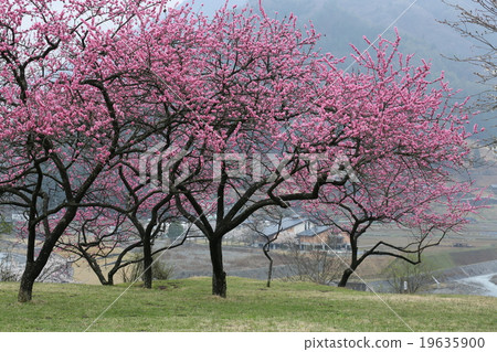 Impression of spring of Oka village Nagano prefecture Impression of spring of Oka village Nagano prefecture 19635900