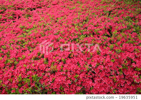 Azalea Azalea 19635951