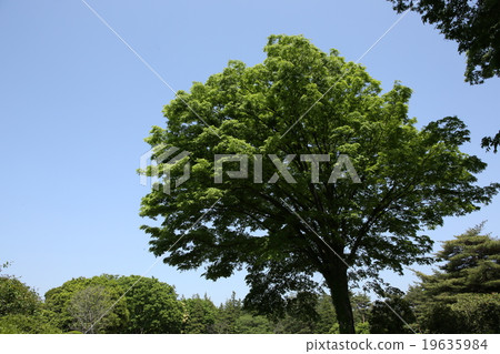 Zelkova Zelkova 19635984