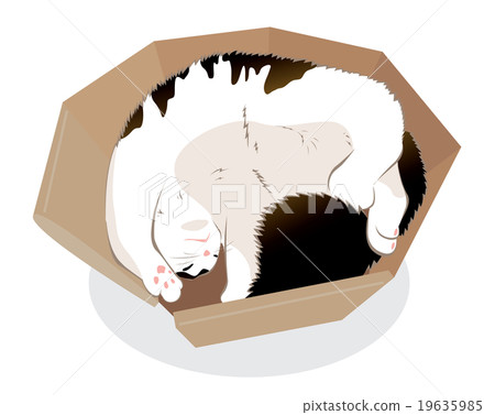 Cat Cat 19635985