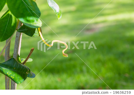 Snake over the grass 19636259