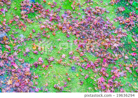 Red Yellow autumn maple leaves on fresh spring green grass Red Yellow autumn maple leaves on fresh spring green grass 19636294