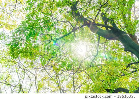 Forest trees Forest trees 19636353