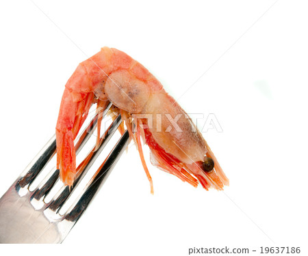shrimp on a fork isolated shrimp on a fork isolated 19637186