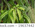 fern plant 19637442