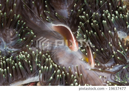 Pink anemonefish (Amphiprion perideraion) Pink anemonefish (Amphiprion perideraion) 19637477