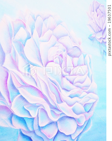 花 花 19637501
