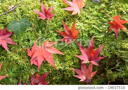 Autumn leaves fallen leaves Autumn leaves fallen leaves 19637518