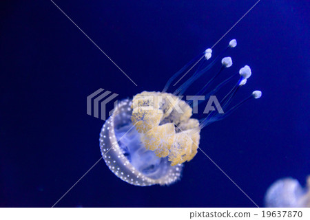 Australian Spotted Jellyfish in the saltwater 19637870