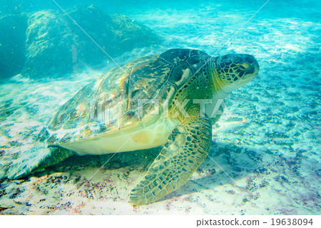 Sea Turtle Superfamily Sea Turtle Superfamily 19638094