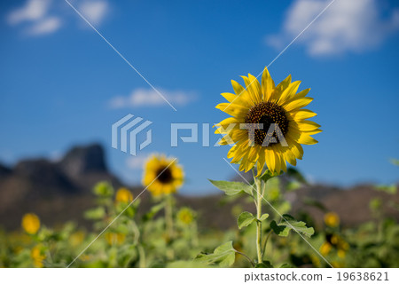 Sunflower with blue sky 19638621