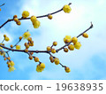 Blue sky rouge 19638935