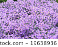 Purple flower garden 19638936