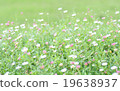 Healing green flower garden 19638937