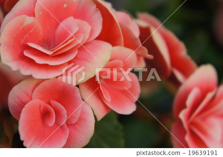 Begonia 19639191