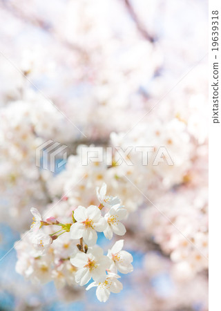 Cherry Blossoms	 19639318