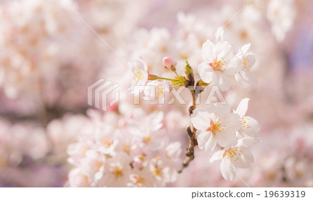 Cherry Blossoms	 19639319