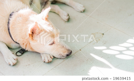 watchdog 19639415