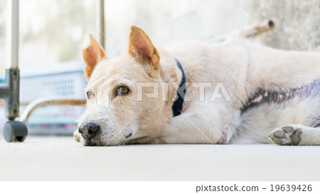 watchdog 19639426