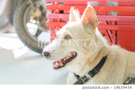 watchdog 19639434