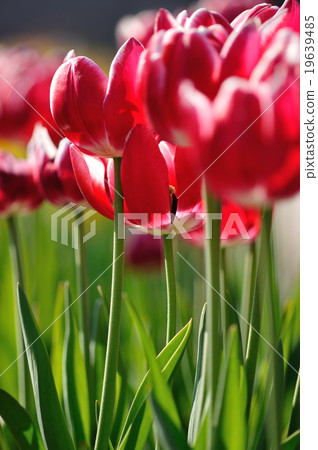 Ice tulip Ice tulip 19639485