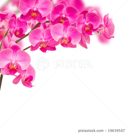 orchideas frame 19639587