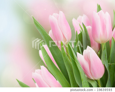 close up of  pink tulips 19639593