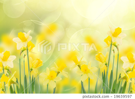 spring growing daffodils in garden spring growing daffodils in garden 19639597