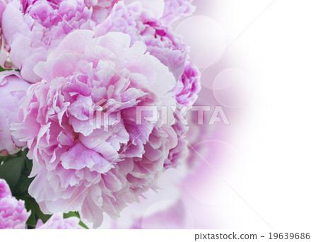 pink peonies border pink peonies border 19639686
