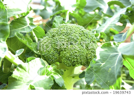 broccoli broccoli 19639743