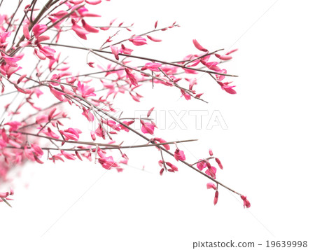 Pink genista flowers on white background 19639998