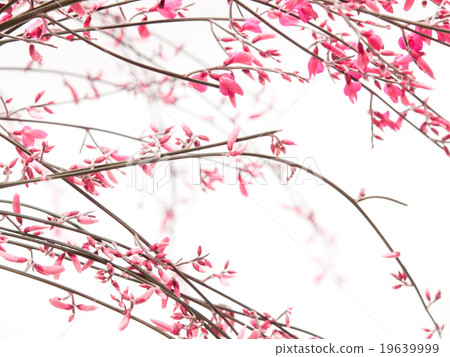 Pink genista flowers on white background 19639999
