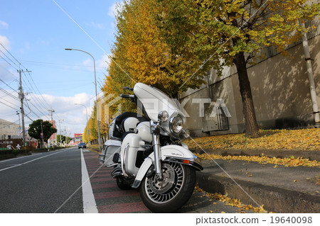 Gingko Namiki and Harley 19640098